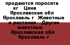 продаются поросята 45кг › Цена ­ 8 000 - Ярославская обл., Ярославль г. Животные и растения » Другие животные   . Ярославская обл.,Ярославль г.